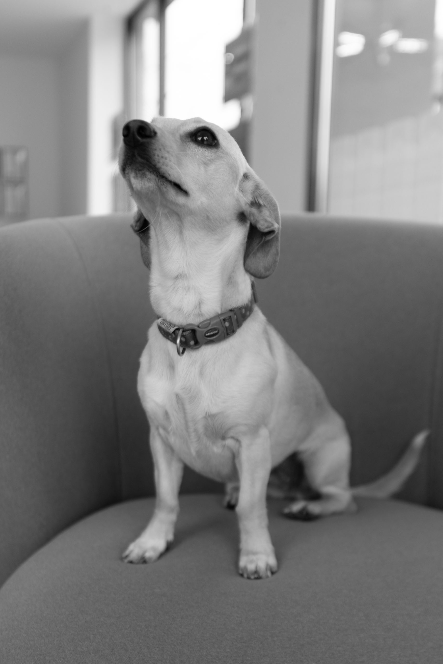 Nova