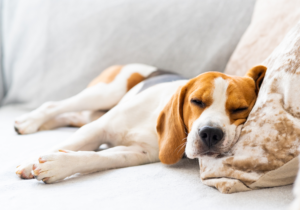 Pets in Rental Properties
