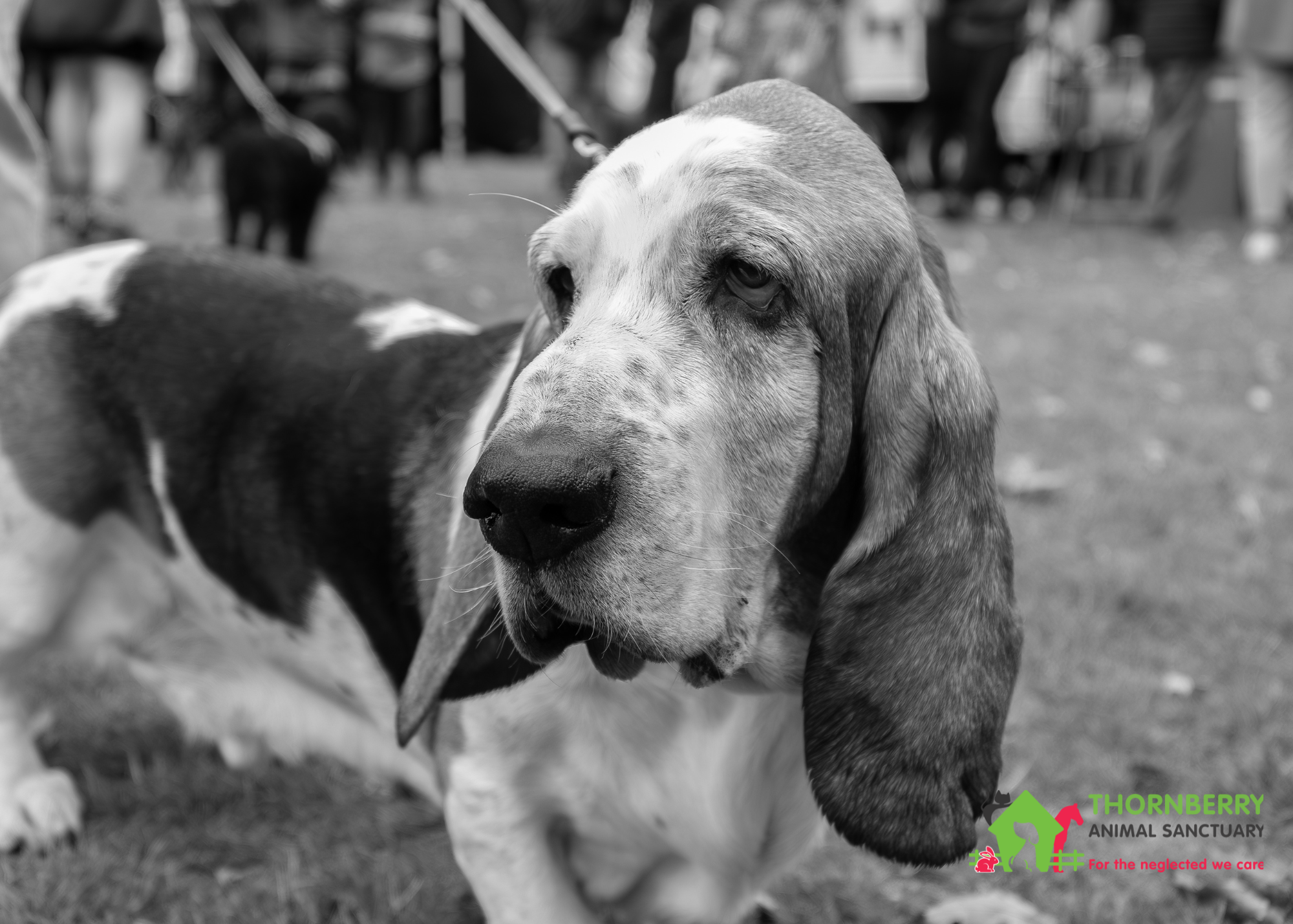 Pooches in the Park